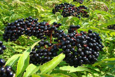 Organic Berry Farm