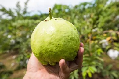 Organic Guava Farm